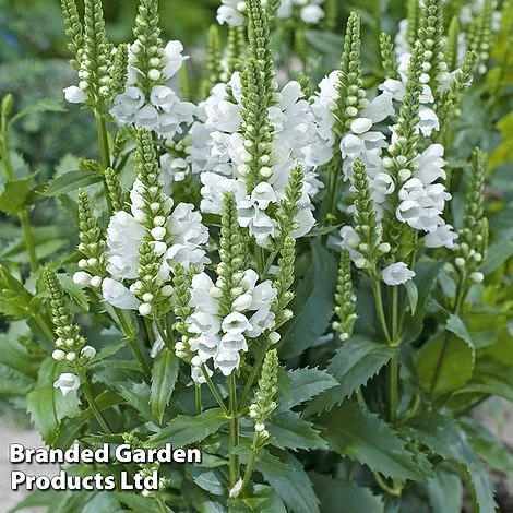 Physostegia Virginiana 'Crystal Peak White' 1 Physostegia Virginiana 'Crystal Peak White'