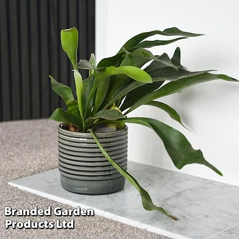 Platycerium Bifurcatum 1 Platycerium Bifurcatum