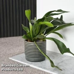 Platycerium Bifurcatum 11 Platycerium Bifurcatum -Tulip Bloom PLAT BIFURCATU C