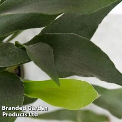 Platycerium Bifurcatum 9 Platycerium Bifurcatum -Tulip Bloom PLAT BIFURCATU D