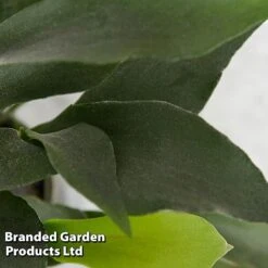 Platycerium Bifurcatum 10 Platycerium Bifurcatum -Tulip Bloom PLAT BIFURCATU E