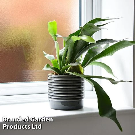 Platycerium Bifurcatum 2 Platycerium Bifurcatum - Image 2