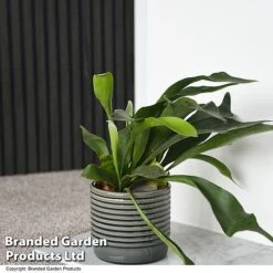 Nurseryman's Choice Indoor Fern Mix 12 Nurseryman's Choice Indoor Fern Mix -Tulip Bloom PLAT BIFURCATU T44750