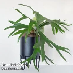 Platycerium Bifurcatum 12 Platycerium Bifurcatum -Tulip Bloom PLAT BIFURCATU WKF11771