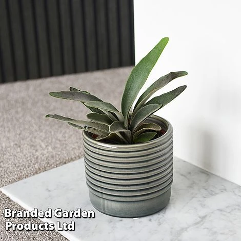 Platycerium Veitchii 'Braam' 1 Platycerium Veitchii 'Braam'