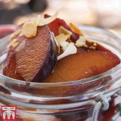 Plum 'Opal' -Tulip Bloom PLUM CWW3369 F