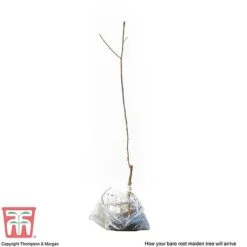 Plum 'Opal' -Tulip Bloom PLUM CWW3369 S