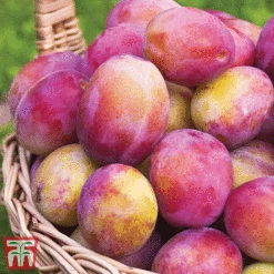 Favourite Fruit Tree Collection 8 Favourite Fruit Tree Collection -Tulip Bloom PLUM KA7999 C
