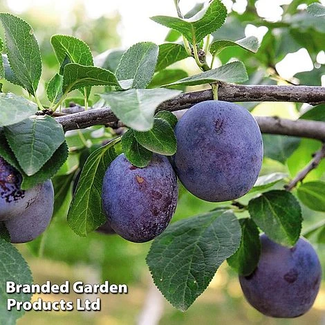 Plum 'Black Amber' (Mini Fruit Tree) 1 Plum 'Black Amber' (Mini Fruit Tree)