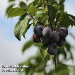 Plum 'Black Amber' (Mini Fruit Tree) 8 Plum 'Black Amber' (Mini Fruit Tree) -Tulip Bloom PLUM T10632 C