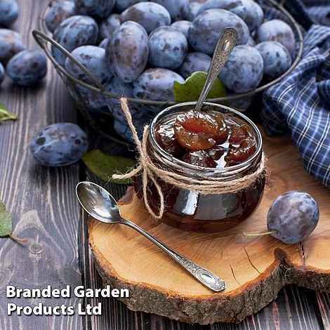 Plum 'Black Amber' (Mini Fruit Tree) 4 Plum 'Black Amber' (Mini Fruit Tree) - Image 4