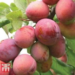 Plum Duo Patio Fruit Trees -Tulip Bloom PLUM WKB1986TM C