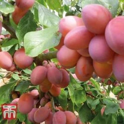 Plum Duo Patio Fruit Trees -Tulip Bloom PLUM WKB1986TM D