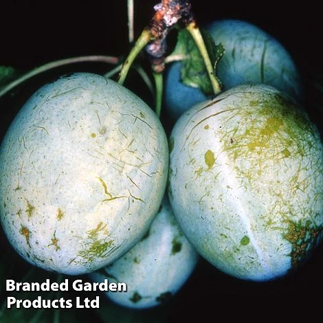 Gage 'Dennistons Superb' 1 Gage 'Dennistons Superb'