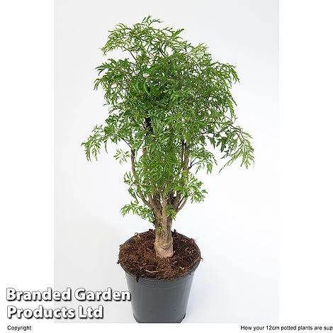 Polyscias Fruticosa 'Ming' 5 Polyscias Fruticosa 'Ming' - Image 5