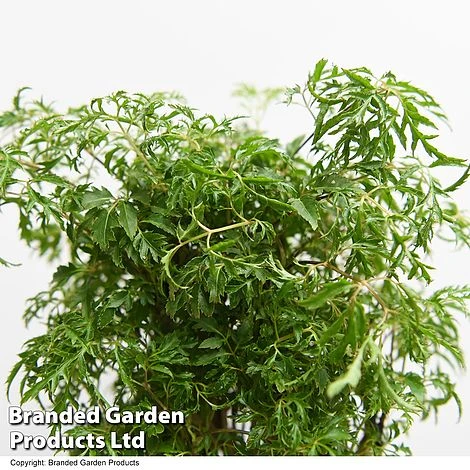 Polyscias Fruticosa 'Ming' 2 Polyscias Fruticosa 'Ming' - Image 2