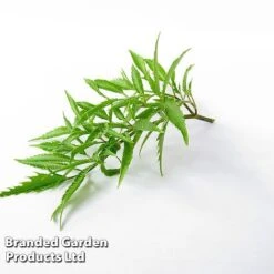 Polyscias Fruticosa 'Ming' 9 Polyscias Fruticosa 'Ming' -Tulip Bloom POLY MING W48358