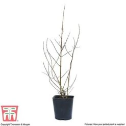 Pomegranate 'Provence' 5 Pomegranate 'Provence' -Tulip Bloom POME T14152 C