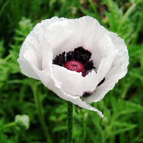 Poppy 'Royal Wedding' 1 Poppy 'Royal Wedding'