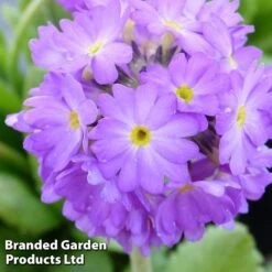Primula Denticulata 'Lilac'