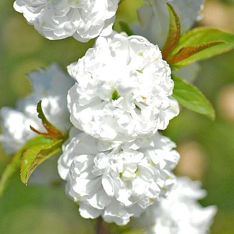 Prunus Glandulosa 'Alba Plena' 1 Prunus Glandulosa 'Alba Plena'
