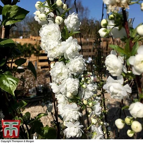 Prunus Glandulosa 'Alba Plena' 2 Prunus Glandulosa 'Alba Plena' - Image 2