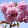 Prunus 'Kiku-shidare-zakura'