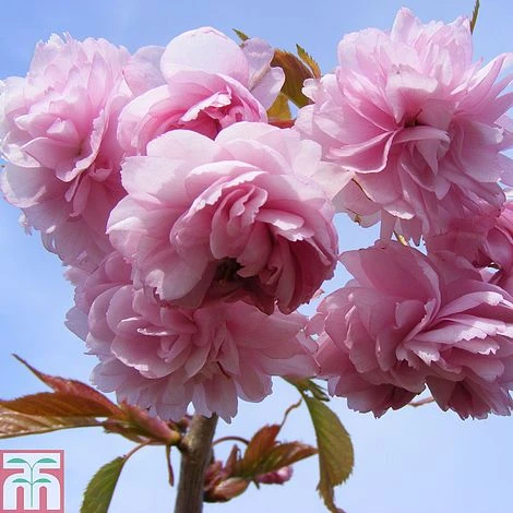 Prunus 'Kiku-shidare-zakura' 1 Prunus 'Kiku-shidare-zakura'
