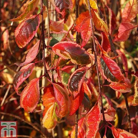 Prunus 'Frilly Frock' 1 Prunus 'Frilly Frock'