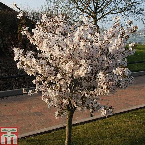 Prunus 'The Bride' 1 Prunus 'The Bride'