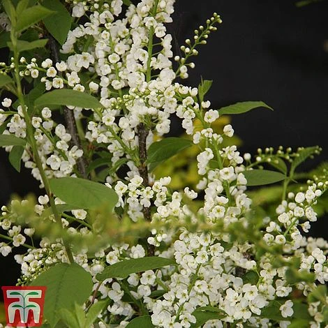 Prunus Padus 'Le Thoureil' 1 Prunus Padus 'Le Thoureil'