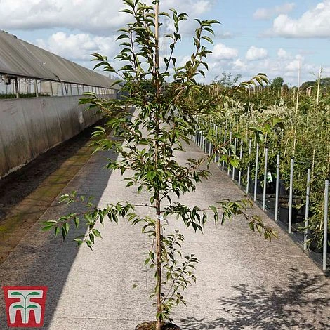 Prunus X Incam 'Okamé' 2 Prunus X Incam 'Okamé' - Image 2