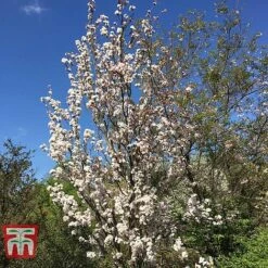 Prunus 'Amanogawa' -Tulip Bloom PRUN t45446 E1