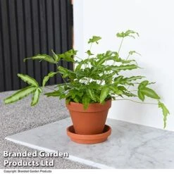 Nurseryman's Choice Indoor Fern Mix 13 Nurseryman's Choice Indoor Fern Mix -Tulip Bloom PTER ALBOLINEA T43606