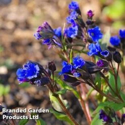 Pulmonaria 'Blue Ensign' -Tulip Bloom PULM T62252 C