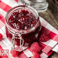 Raspberry 'Yummy' -Tulip Bloom RASP RECIPE CUL 3