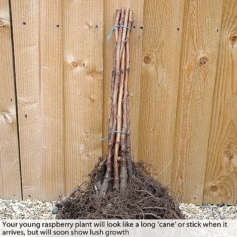 Raspberry 'Sugana' 2 Raspberry 'Sugana' - Image 2