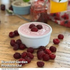 Rubus 'Hararasp' (Raspberry Tree) -Tulip Bloom RASP TREERASPB H43103