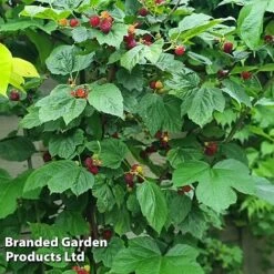 Rubus 'Hararasp' (Raspberry Tree) -Tulip Bloom RASP TREERASPB H43989