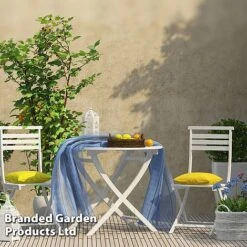 Rubus 'Hararasp' (Raspberry Tree) -Tulip Bloom RASP TREERASPB H44901