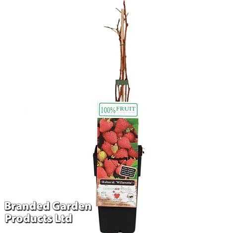 Raspberry 'Willamette' (Summer Fruiting) 1 Raspberry 'Willamette' (Summer Fruiting)