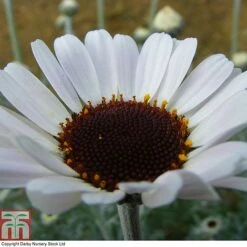 Rhodanthemum 'Casablanca' 9 Rhodanthemum 'Casablanca' -Tulip Bloom RHOD T80321 A