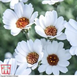 Rhodanthemum 'Casablanca' 7 Rhodanthemum 'Casablanca' -Tulip Bloom RHOD T80321 B