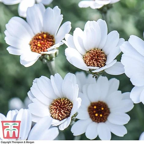 Rhodanthemum 'Casablanca' 3 Rhodanthemum 'Casablanca' - Image 3