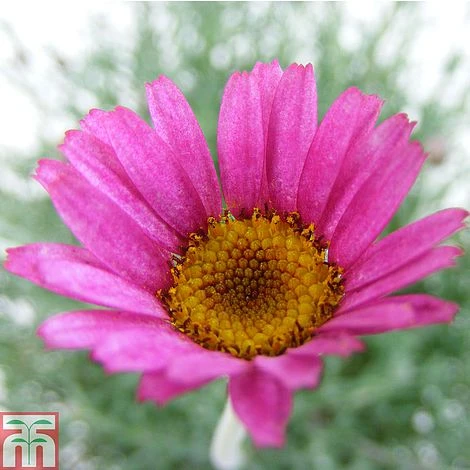 Rhodanthemum 'Marrakech' 1 Rhodanthemum 'Marrakech'