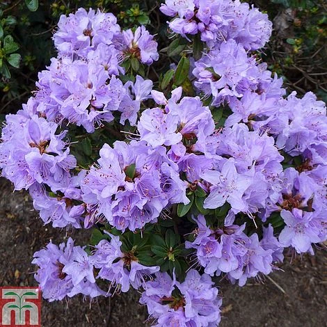 Rhododendron 'Blue Tit' 1 Rhododendron 'Blue Tit'