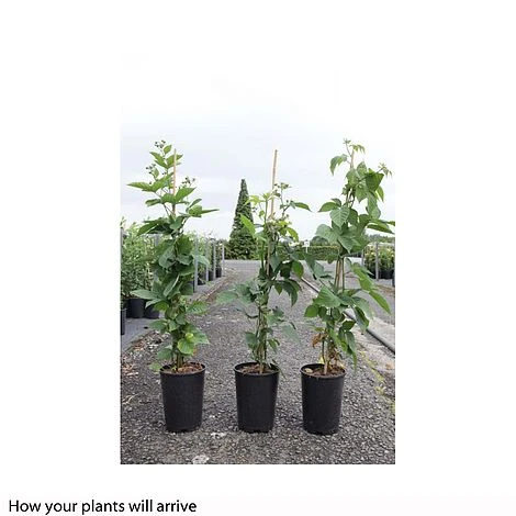 Blackberry 'Black Satin' 2 Blackberry 'Black Satin' - Image 2