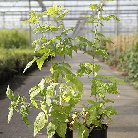 Raspberry 'Groovy' (Autumn Fruiting) 2 Raspberry 'Groovy' (Autumn Fruiting) - Image 2