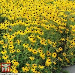 Rudbeckia Fulgida Var Sullivantii 'Goldsturm'