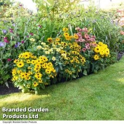 Rudbeckia Summerdaisy Collection -Tulip Bloom RUDB MIXED T41532